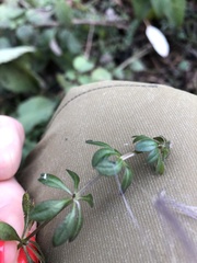 Galium