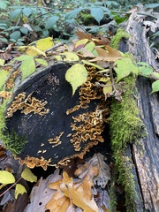 Stereum hirsutum