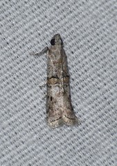 Zamagiria australella