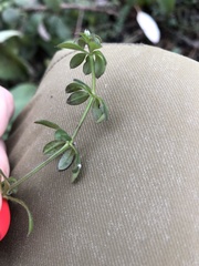 Galium