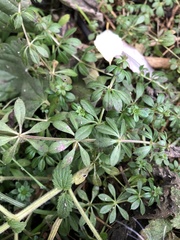 Galium
