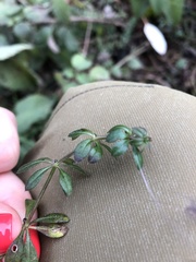 Galium