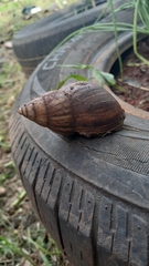 Lissachatina fulica