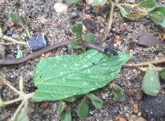 Tantilla melanocephala