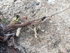 Tantilla melanocephala