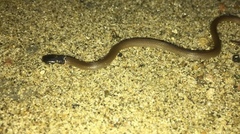 Tantilla melanocephala