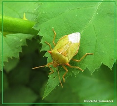 Brontocoris nigrolimbatus
