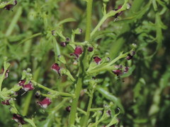 Scrophularia canina canina
