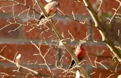 Lagonosticta rubricata