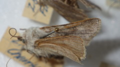 Agrotis simplonia