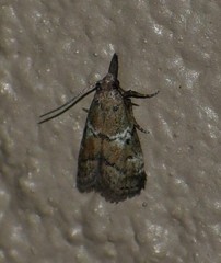 Alpheioides parvulalis