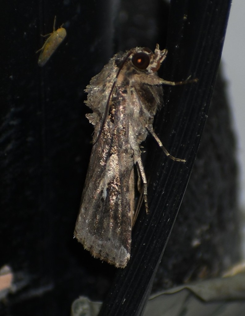 Fall Armyworm Moth from Starr County, TX, USA on November 19, 2020 at ...