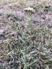 Achillea millefolium