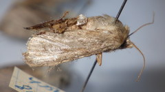 Agrotis simplonia