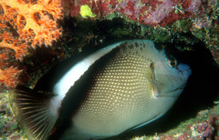 Apolemichthys griffisi