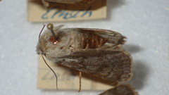 Agrotis simplonia