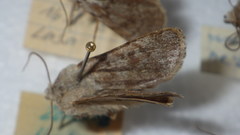 Agrotis simplonia