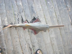 Largetooth Sawfish photo 2