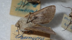 Agrotis simplonia