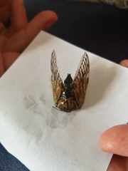 Platypleura capensis