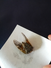 Platypleura capensis