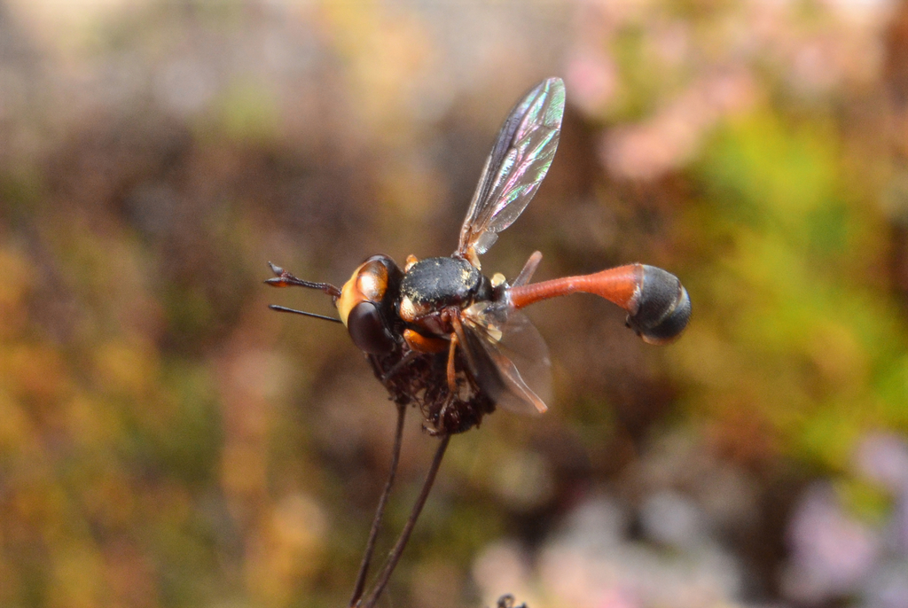 Physocephala australiana