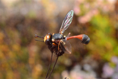 Physocephala australiana