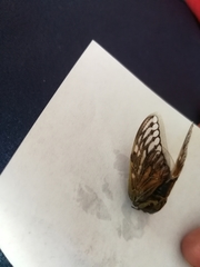 Platypleura capensis