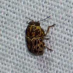 Pachybrachis turbidus