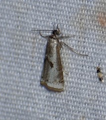 Microcrambus croesus