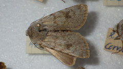 Agrotis simplonia
