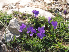 Viola etrusca