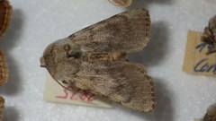 Agrotis simplonia