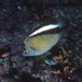 Apolemichthys griffisi - Photo (c) uwkwaj, algunos derechos reservados (CC BY-NC), subido por uwkwaj