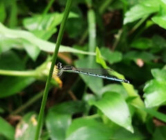 Agriocnemis pieris
