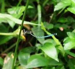 Agriocnemis pieris