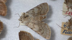 Agrotis simplonia