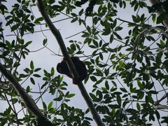 Alouatta sara