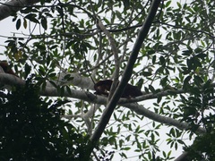 Alouatta sara