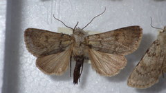 Agrotis simplonia
