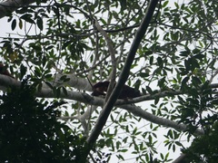 Alouatta sara
