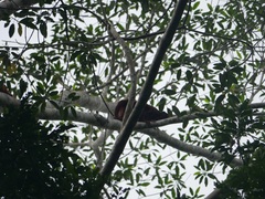 Alouatta sara