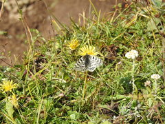 Parnassius hardwickii