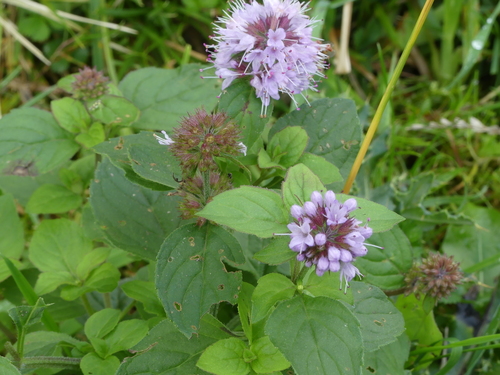 Mentha aquatica
