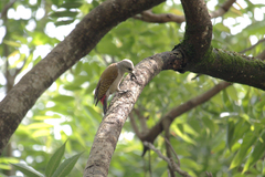 Chloropicus goertae