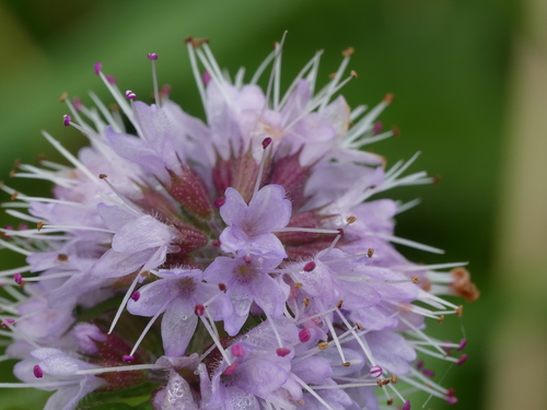 Mentha aquatica