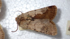 Agrotis cinerea