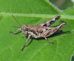 Apacris aberrans