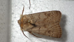 Agrotis cinerea