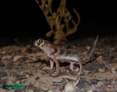 Teratoscincus bedriagai